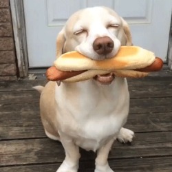 cuteanimalspics:  Worlds happiest dog (Source: