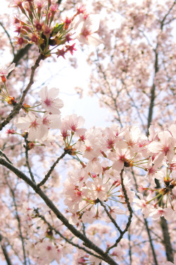 minuga-hana:多久聖廟の桜 by meg-meg-meg on Flickr.