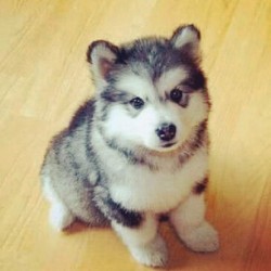 femmecole:  WANT  Pomsky.