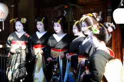 geisha-kai:  New Year 2012 - Hanafusa family: maiko Kikushino, geiko Kikutsuru, Kikuno, Kikumaru, Kikuyu and maiko Kikune by TAMAYURA on Flickr Kikuyu and Kikune are now retired.