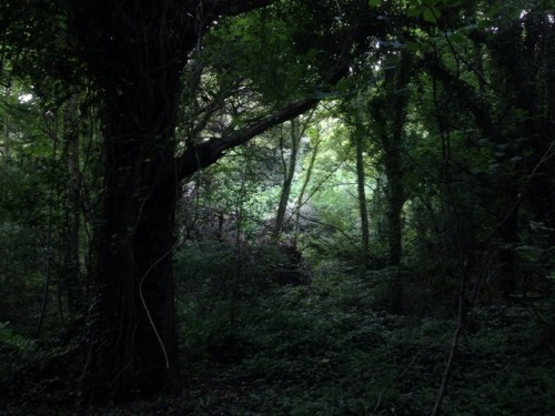 workshopinthewoods:Deep in the shady wood this morning