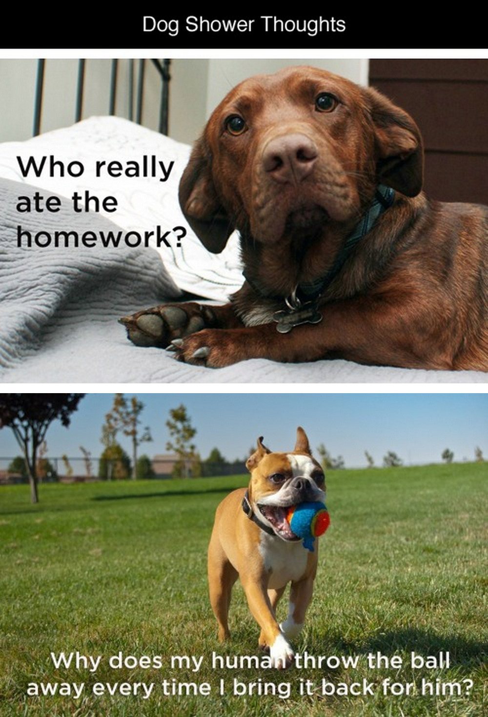 tastefullyoffensive:  Dog Shower Thoughts [distractify]Previously: Human Shower Thoughts