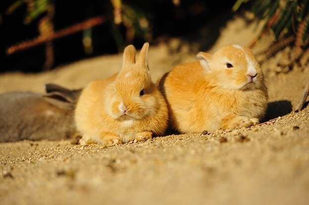 zorobunny:  photozou  One sunny day on Rabbit Island Okunoshima