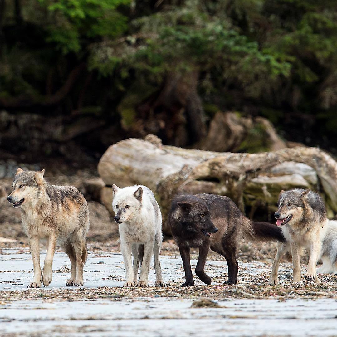 wolfsheart-blog:  Sea Wolves by Ian McAllister.