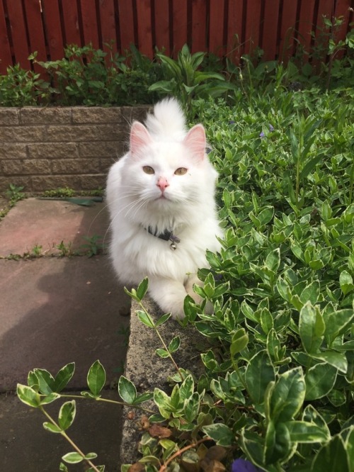 two-white-kitty-brothers:Beauty boy