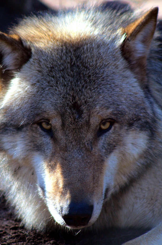 brutalgeneration:  Wolfscenter Barme, Landkreis Verden (made by aviary (by anriro96)