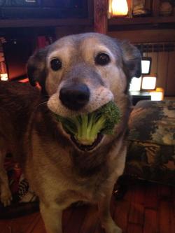 overtheunderpass:  look at this dog eating this broccoli  