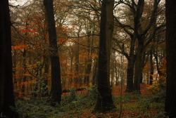 buron:Warley Woods (6)    ©buron - November