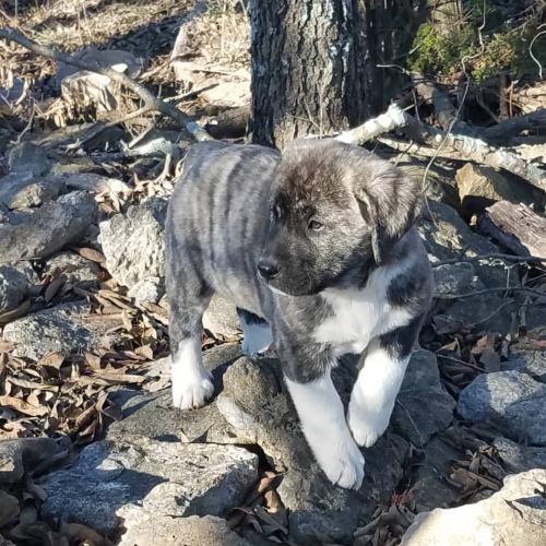 Camo-pup, ultimate in predator control. #camoflauge #cutepuppy #anatolianpyrenees #futurelivestockgu