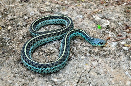 end0skeletal-undead:Blue Garter Snake   (Thamnophis sirtalis similis), Florida by  Josh Young   