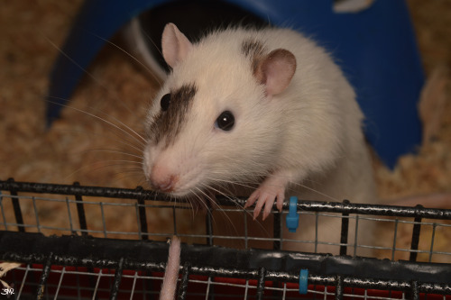 3milysrats:What are you doing you silly face!! 