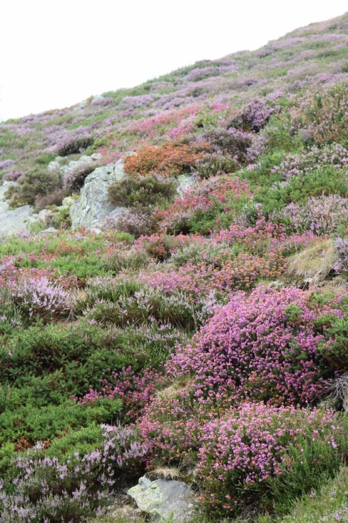 comoxphotography:Hues in the Pyrenees.