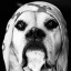 no-veiled-dog