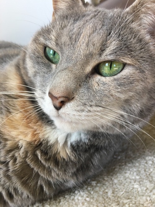 dodiedoodle:appreciation post for my cat bc she has the prettiest eyes and i love her