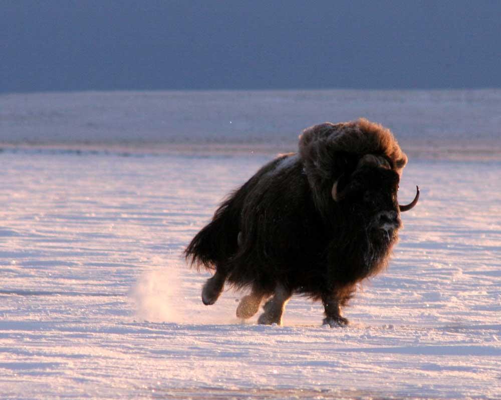 ainawgsd:  Musk Ox The musk ox (Ovibos moschatus) is an Arctic mammal of the family