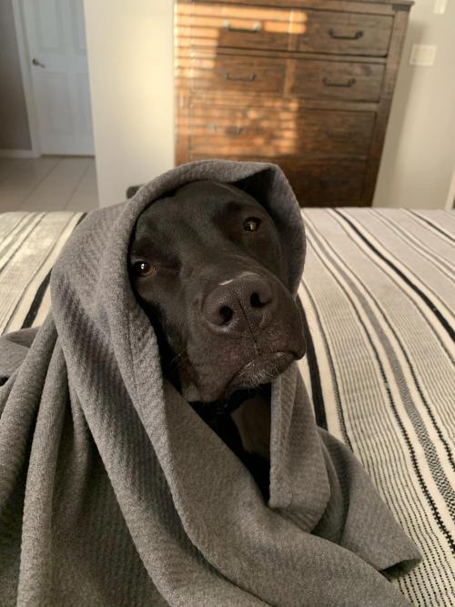 uwupuppersuwu:A Cold Pupper