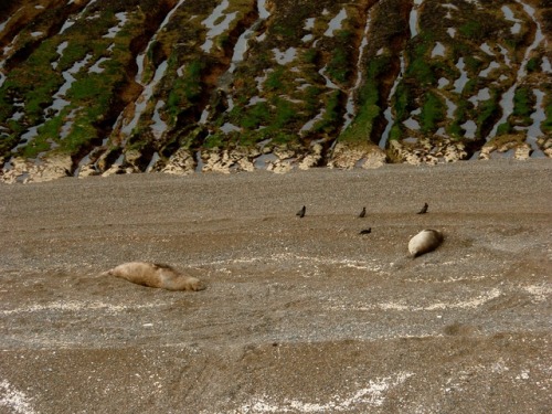 Focas y aves, playa costera atlántica sur, Reserva Provincial Península Valdés, Chubut, 2008.