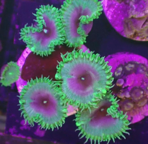 cephalogodess: Does anyone know the names (or even just the family?) of any of these beautiful coral