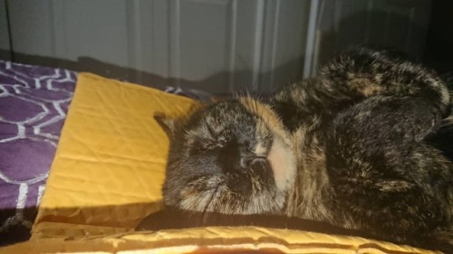 Happy Sleeping #cats #catselfie #catsleeping