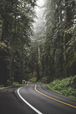 banshy:  Redwood National Park // Jay Snipez