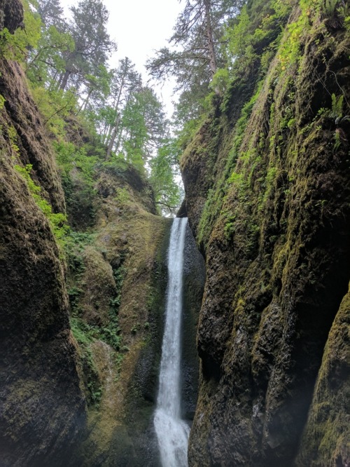 I finally made it to Oneonta Gorge