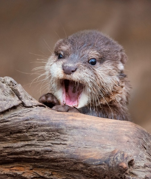 Otter Baby by © Ondrej Chvátal