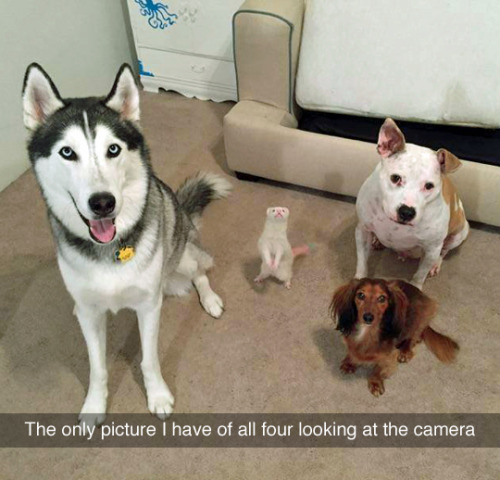 The squad. (photo via adogsworld)