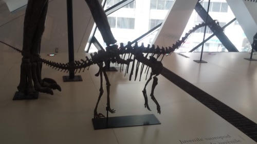 Ref Post 4, Have Some More! Velociraptor Skull. A Diving Birb; Might Be A Hesperornis. The Cutest Baby