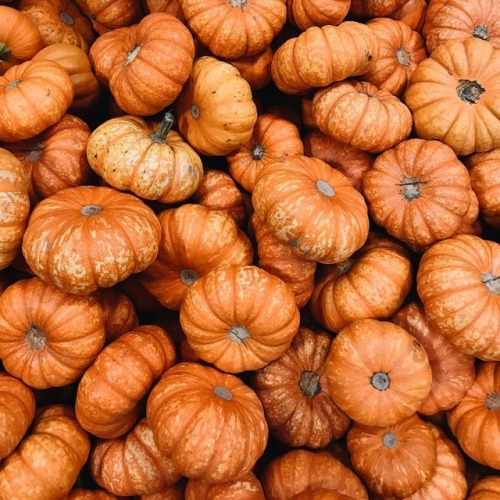 The Pumpkin Patch, Sauvie Island (Kassala Holdsclaw)