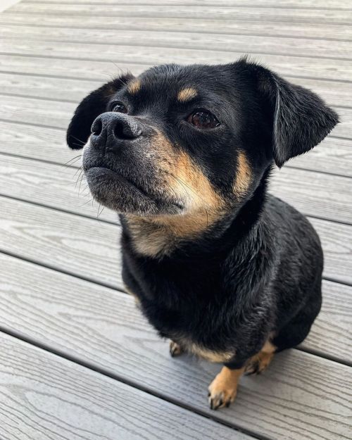 + ready for my close up + • • • • • | #blackandtan #doggo #yegdog #dogsofinstagram | https://www.ins