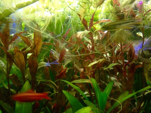 what-the-fiish: 40 gallon update :D My aponogeton crispus had a huge melt but now I think it’s okay 
