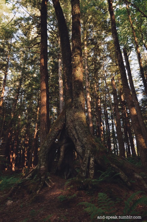 i belong here[image description: two photos outside in a mature forest of mostly white pine and heml