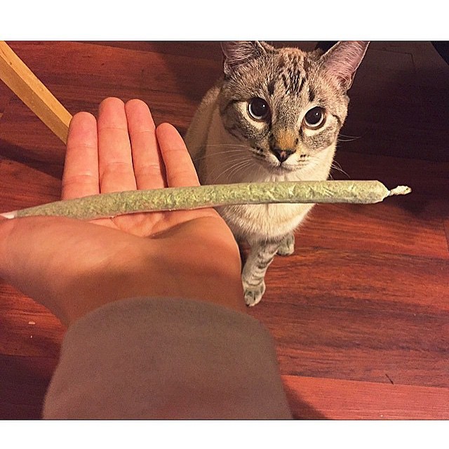 weedporndaily:@tinythc by @pamelaaa420