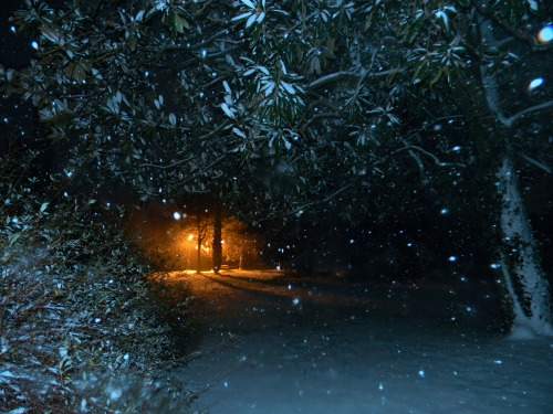 tulipnight:Lonely Roads by pinktigger