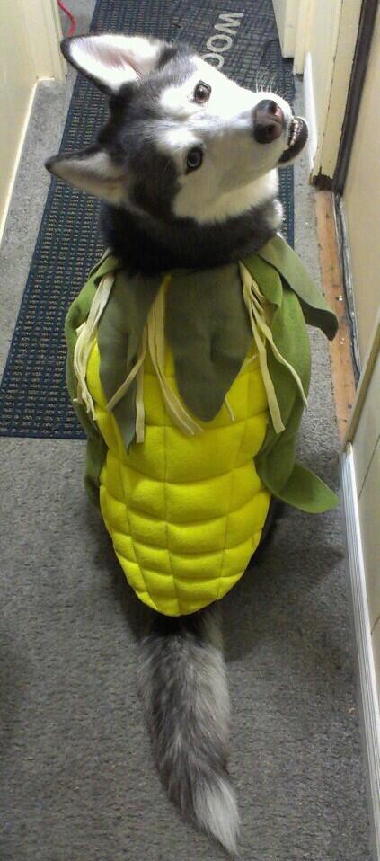 matrices:  This is my dog Turbo’s halloween costume for this year!! He’s a Corn