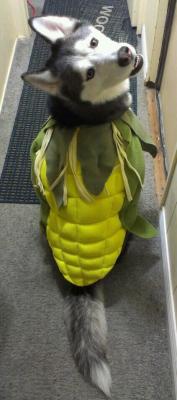 matrices:  This is my dog Turbo’s halloween costume for this year!! He’s a Corn Husk(y)!!   or is he a corn dog