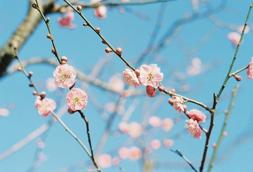 mini-uni-photography:噎せるほど眩しい春の色梅ふふむ、 .32016.02.11