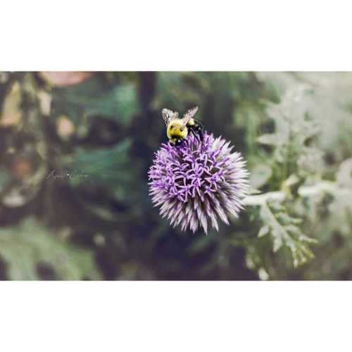 #aprileileenphotography #vaphotographer #nature #bees #bumblebee #flowers #fredericksburgva #garden 