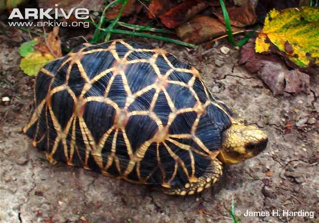 Here come the most Extra of turtles and tortoises