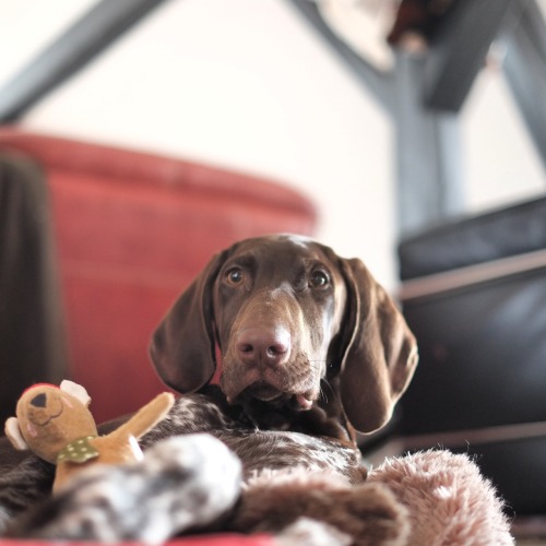 dogsandpupsdaily:  Germanshortairedpointerhttp://nmkworld.tumblr.com/