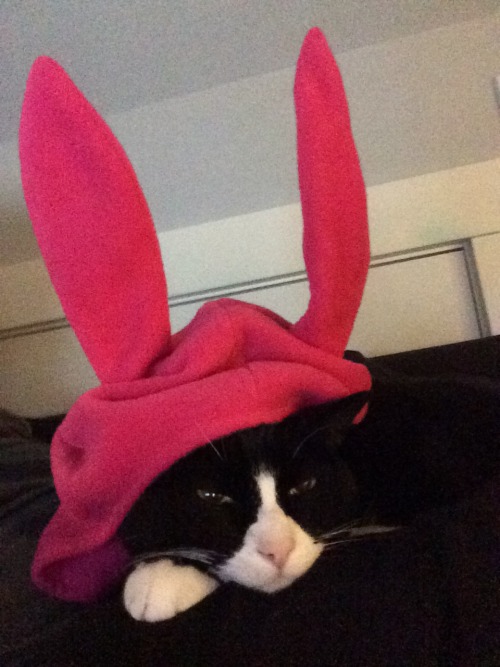 lettheweirdnessin:Who wore it better? I’m going to go with the cat. 