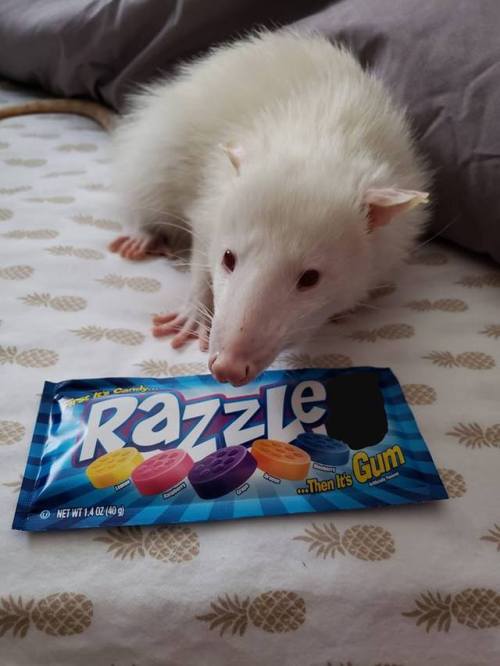 opossummypossum:Razzle snuck into bed!