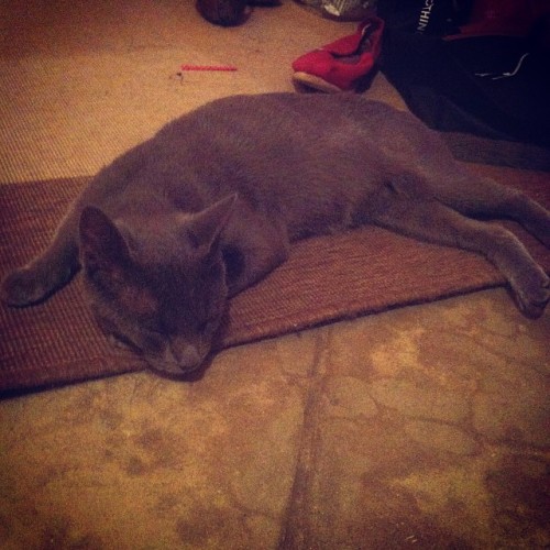 This is my new baby =^_^= #kitty #gray #cat #naptime #shescute