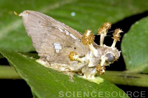 sciencesourceimages - Beware The Zombie Maker!The insects above...