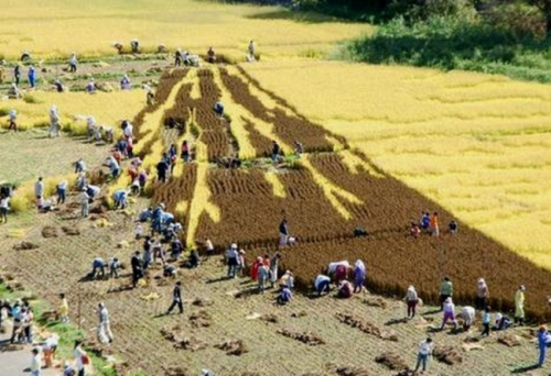 The town of Inakadate in Japan has been making decorative rice plantations for 20 years now. This sm