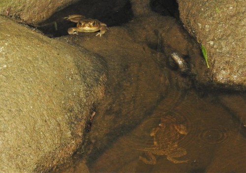 A pair of giant toads [Rhinella horribilis] enjoying a refreshing dip in a stream in Antioquia, Colo