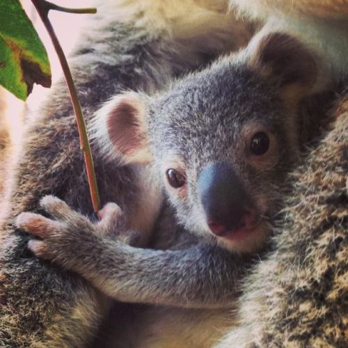 Koala Joey Blooms at Taronga Zoo Taronga Western Plains Zoo in New South Wales, Australia, has a lov