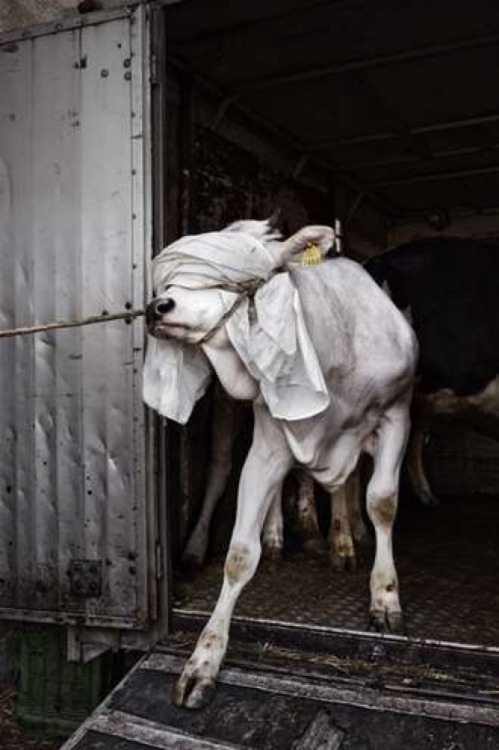 congenitaldisease: The Hidden Death - Tommaso Ausili visited a slaughter house in Italy where he cap