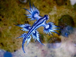 End0Skeletal:    Glaucus Atlanticus Is A Species Of Small, Blue Sea Slug, A Shell-Less