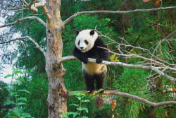 tulipnight:  Tai Shan in a tree by Craig